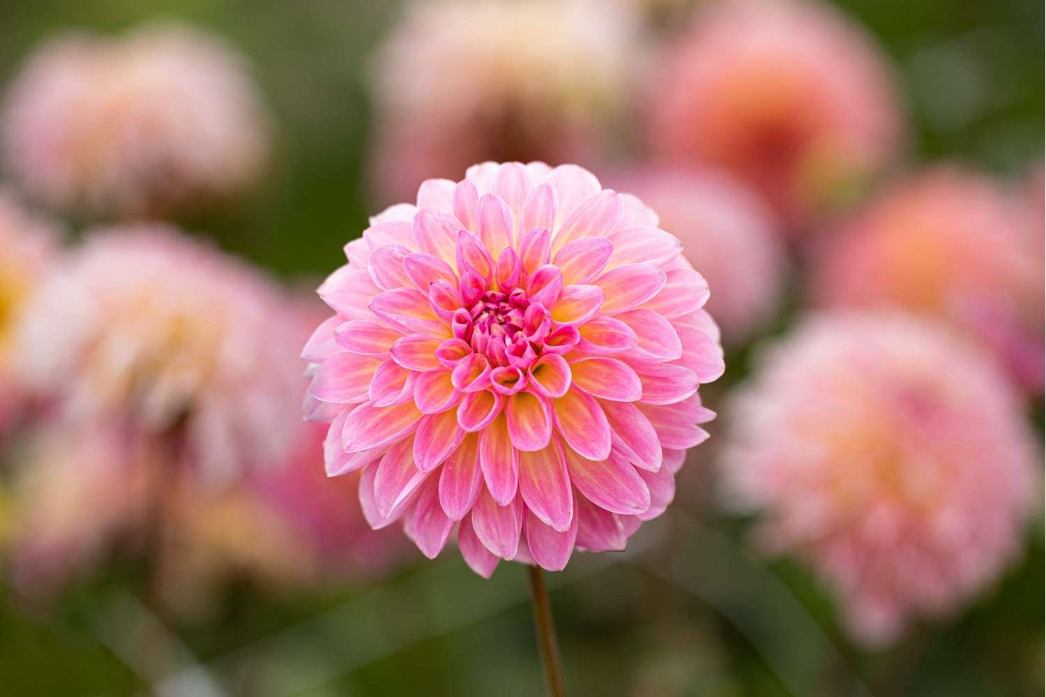 Dahlie 'Esli'